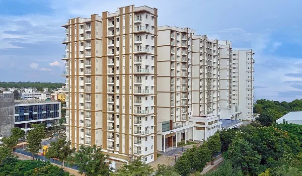 Prestige Pine Forest